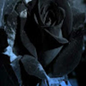 Meet your Posher, Nora